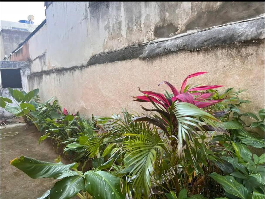 Artistic Close To Rio Vermelho *